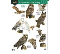 Wildlife World British Owls and Owl Pellets Field Guide