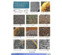 Guide to Common Urban Lichens : On Stones and Soil Pt. 2