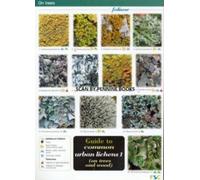 Guide to Common Urban Lichens : On Trees and Wood Pt. 1