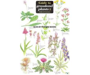 Guide to Grassland Plants 2: Chalk and Limestone v. 2 by Anne Bebbington (2005-06-01)