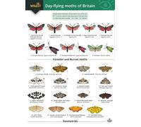 Guide to the Day-Flying Moths of Britain