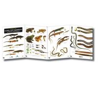 Guide to the Reptiles and Amphibians of Britain and Ireland