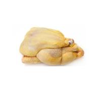 Guinea Fowl 1 Unit