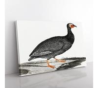 Guinea Fowl By Johan Teyler Vintage Canvas Wall Art Print Ready to Hang, Framed Picture for Living Room Bedroom Home Office Décor, 76x50 cm (30x20 Inch)