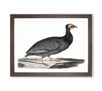Guinea Fowl By Johan Teyler Vintage Framed Print | A3 Walnut Framed Wall Art | Ready to Hang | Classic Nature Picture | Living Room Bedroom Lounge Office