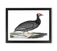 Guinea Fowl By Johan Teyler Vintage Framed Wall Art Print, Ready to Hang Picture for Living Room Bedroom Home Office Décor, Black A2 (64 x 46 cm)