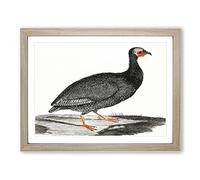 Guinea Fowl By Johan Teyler Vintage Framed Wall Art Print, Ready to Hang Picture for Living Room Bedroom Home Office Décor, Oak A2 (64 x 46 cm)