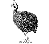 'Guinea Fowl' Rubber Stamp - Unmounted Design for Crafting & Scrapbooking, A7 (RS00045542)