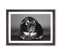 Guinea Pig Framed Print | A2 Walnut Framed Wall Art | Ready to Hang | Modern Nature Picture | Living Room Bedroom Lounge Office