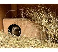 Guinea Pig Hideaway House Tunnel or Shelter 40 cm Long x 20 cm Wide x 18.5 cm Readymade - Won't Tip Over, Built to Last, Handmade in the UK (Natural Finish)