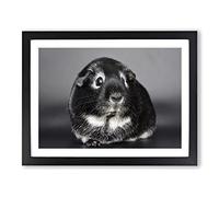 Guinea Pig Modern Framed Print | A2 Black Framed Wall Art | Ready to Hang | Modern Nature Picture | Living Room Bedroom Lounge Office