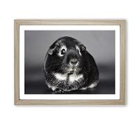 Guinea Pig Modern Framed Print | A3 Oak Framed Wall Art | Ready to Hang | Modern Nature Picture | Living Room Bedroom Lounge Office