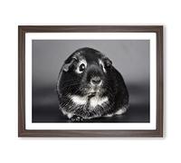 Guinea Pig Modern Framed Print | A4 Walnut Framed Wall Art | Ready to Hang | Modern Nature Picture | Living Room Bedroom Lounge Office