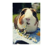 Guinea Pig Puzzles are Suitable for Adults and Boys and Girls.1000 Piece Jigsaw Puzzle