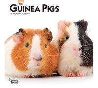 Guinea Pigs 2023 Mini 7x7 Calendar