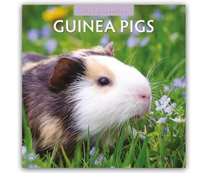 Guinea Pigs 2025 Square Wall Calendar