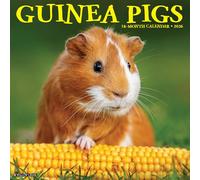 Guinea Pigs 2026 12 X 12 Wall Calendar