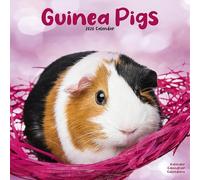 Guinea Pigs 2026 Calendar | Square Wall Calendar | Animal Gift | Plastic Free Packaging | by Avonside Publishing