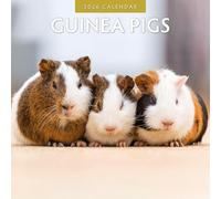 Guinea Pigs - 2026 Square Wall Calendar - by Red Robin Publishing