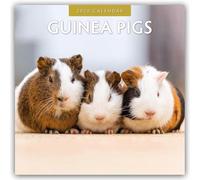 Guinea Pigs 2026 Square Wall Calendar: Original Red Robin Publishing Ltd-Kalender [Mehrsprachig] [Kalender]
