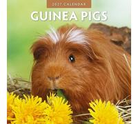 Guinea Pigs - 2027 Square Wall Calendar - by Red Robin Publishing