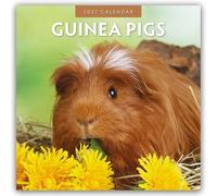 Guinea Pigs 2027 Square Wall Calendar: Original Red Robin Publishing Ltd-Kalender [Mehrsprachig] [Kalender]
