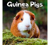 Guinea Pigs Calendar 2024 | Square Animal Wall Calendar - 16 Month