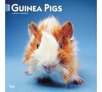 Guinea Pigs Calendar 2025