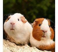 Guinea Pigs greeting card with sound. Plays noise when opened. Great gift for animal lovers.