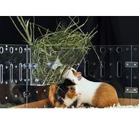 GuineaLoft™ Hay Feeder - The Ultimate Hay Feeder for Small Pets like Guinea Pigs, Rabbits and Chinchillas. Designed & Made by Seasoned Owners Who Tried Everything Out There - Guinea Loft Exclusive