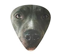 Guitar Picks 12 Pack Pitbull Funny Face Single Sided Printing Thin Medium Heavy Plectrums