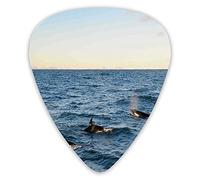 Guitar Picks 12 Pack Universal ABS Guitar Picks,A Real Photo Image Of Four Killer Whales ComingOf The Sea Artworkfor Acoustic and Electric Guitar