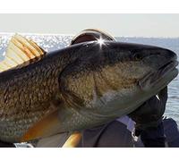 Gulf Fishing's Best Kept Secret- Welcome to Venice