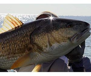 Gulf Fishing's Best Kept Secret- Welcome to Venice