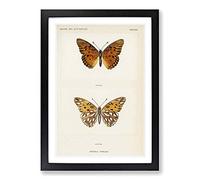 Gulf Fritillary Butterfly by S.F. Denton Framed Print | A2 Black Framed Wall Art | Ready to Hang | Modern Animal Picture | Living Room Bedroom Lounge Office