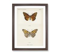 Gulf Fritillary Butterfly By S.F. Denton Vintage Framed Print | A4 Walnut Framed Wall Art | Ready to Hang | Classic Animal Picture | Living Room Bedroom Lounge Office