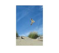 Gulls and terns in a dune，Jigsaw Puzzles for Adults 1000 Piece Challenging Game Toys, Impossible Puzzle,1000 Piece Jigsaw Puzzles for Adults Family Decoration Puzzle（75x50cm）-AL41