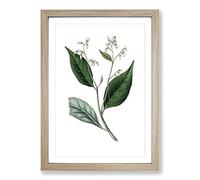 Gum Benjamin Tree Illustration Framed Print | A2 Oak Framed Wall Art | Ready to Hang | Modern Floral Picture | Living Room Bedroom Lounge Office