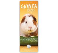 Guniea Pigs - Meerschweinchen 2025 - Slimline-Kalender: Original Carousel Calendar [Mehrsprachig] [Kalender]
