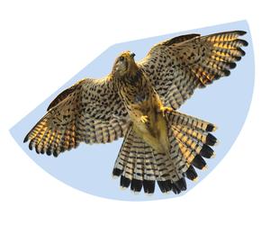 Gunther Falcon Kite G1230
