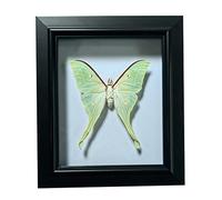 Guoyoocc Butterfly Specimen,Real Taxidermy Butterfly,Real Framed Butterfly,Unique Taxidermy Collectables,For Teaching,Home Decoration,Wedding, There Are Dual-Use Pendants And Ornaments