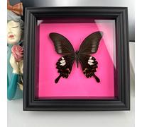 Guoyoocc Butterfly Specimen Wall Art, Framed Taxidermy Insect Plaque, Real Butterfly, 17.6*17.6cm, Living Room Decor