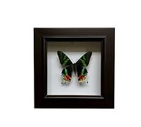 Guoyoocc Exquisite Butterflies Insect Specimen,Insect Taxidermy Specimen,Real Framed Butterfly,Deep Shadow Box Display,Picture Frame Craft Display Photo Frame Birthday Gift Home Decor,17cm*17cm