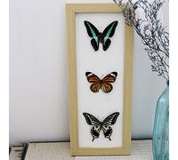 Guoyoocc Exquisite Butterflies Insect Specimen,Insect Taxidermy Specimen,Unique Taxidermy Collectables,Natural Insect Specimen,Real Taxidermy Butterfly Mounted Under Glass Handmade Wooden Frame