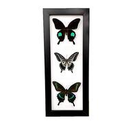 Guoyoocc Exquisite Butterflies Insect Specimen,Insect Taxidermy Specimen,Unique Taxidermy Collectables,Natural Insect Specimen,Real Taxidermy Butterfly Mounted Under Glass Handmade Wooden Frame