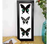 Guoyoocc Real Framed Butterflies Insect Specimen Butterfly Taxidermy Handmade Specimen Craft Birthday Gift,Home Decoration Photo Wall Children's Experimental Gifts,Frame Size 15 X 37cm,Random Match