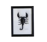 Guoyoocc Real Insect Specimen Scorpion Taxidermy,Picture Frame Craft Display Photo Frame,Mounted In An Insect Display Frame,Animals Preserved Taxidermy Insect Bug Collection Framed,15 * 20cm