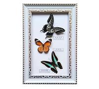 Guoyoocc Real Taxidermy Mounted Under Glass,Exquisite Butterflies Insect Specimen Handmade Gift For Friends Home Decorate Ornament Butterfly Wall Art,Natural Real Butterfly Specimen