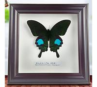 Guoyoocc Taxidermy Butterflies,Exquisite Butterflies Insect Specimen,Taxidermy Animals,Unique Taxidermy Collectables,Home Decorate Ornament,Birthday Gifts,Wall Art,Natural Real Butterfly,18 * 18CM