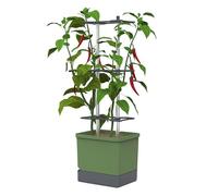 GUSTA GARDEN Charly Chili Chili Pot, Plant Pot with Trellis, Watering System and Robust Frame (Dark Green, XL)